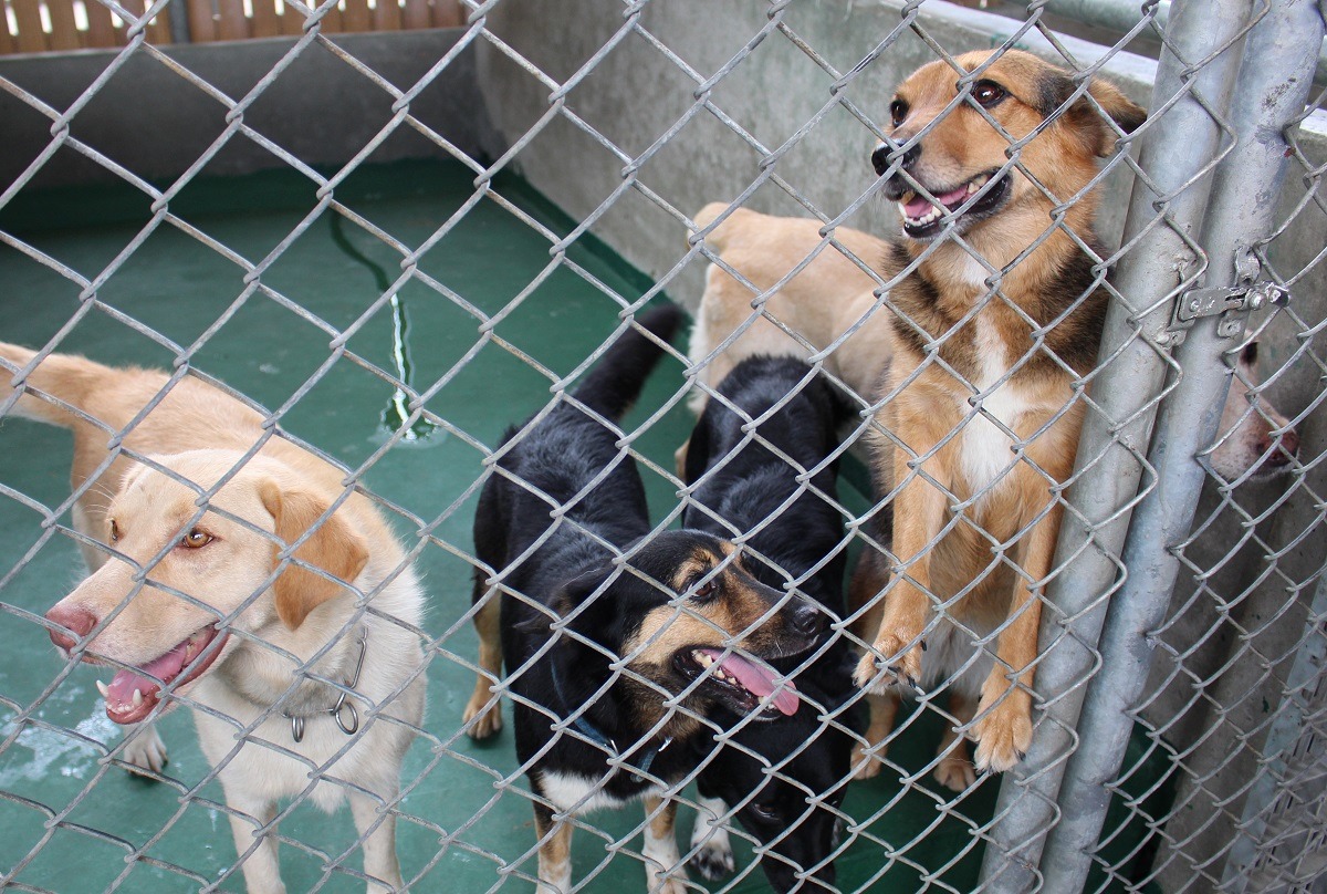 培訓階段,尚未通過國際搜救犬認證的犬隻。 李娉婷/攝