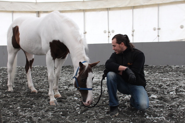 每隻馬明星都有特定的演員搭檔，從日常的照顧中就開始培養默契。 何宜/攝