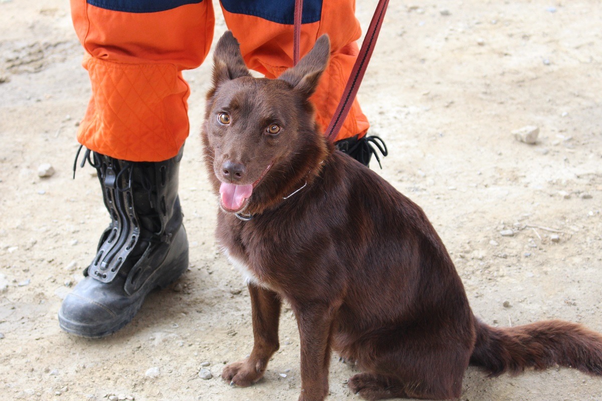 消防搜救犬每年會健康檢查2次，農委會擬規定所有執勤犬將來都要遵循此頻率。　李娉婷/攝
