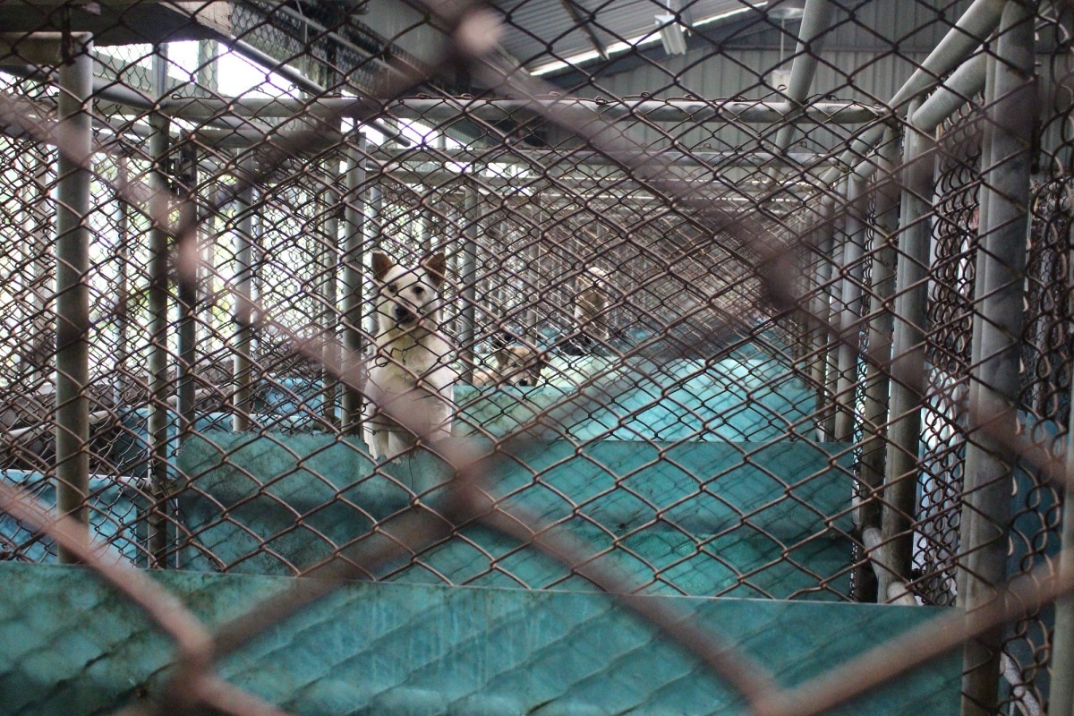 基隆市寵物銀行硬體設備老舊，但卻沒有適合的地點能蓋新收容所。　李娉婷/攝