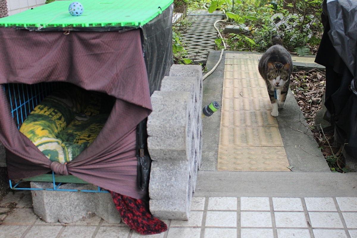 霸氣出巡的小流氓。　李娉婷/攝