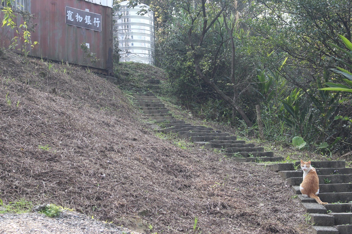 基隆市寵物銀行在2014年7月動物保護防疫所成立後對貓舍大改革，改變過去的負面印象。　李娉婷/攝