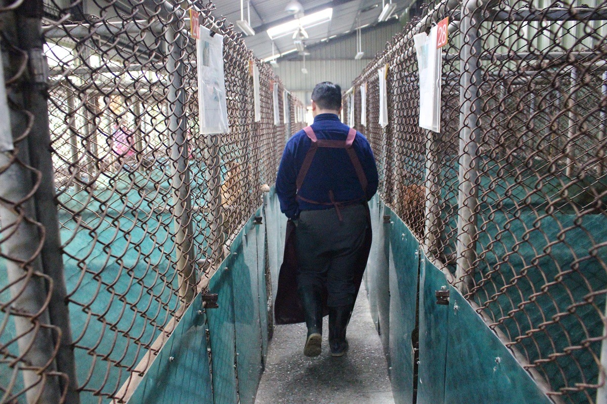 收容所管理員要清潔環境、每天餵食動物兩次、與動物互動協助社會化、為參觀民眾導覽、勸導棄養民眾、協助收容所獸醫師照護生病動物等，勞心又勞力，但月薪卻不到3萬。　台灣動物新聞網資料照(李娉婷/攝)
