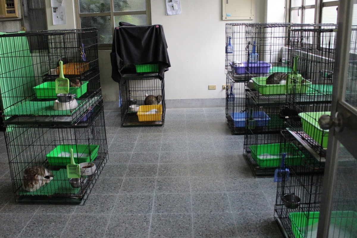 寵物銀行貓舍一角。　李娉婷/攝