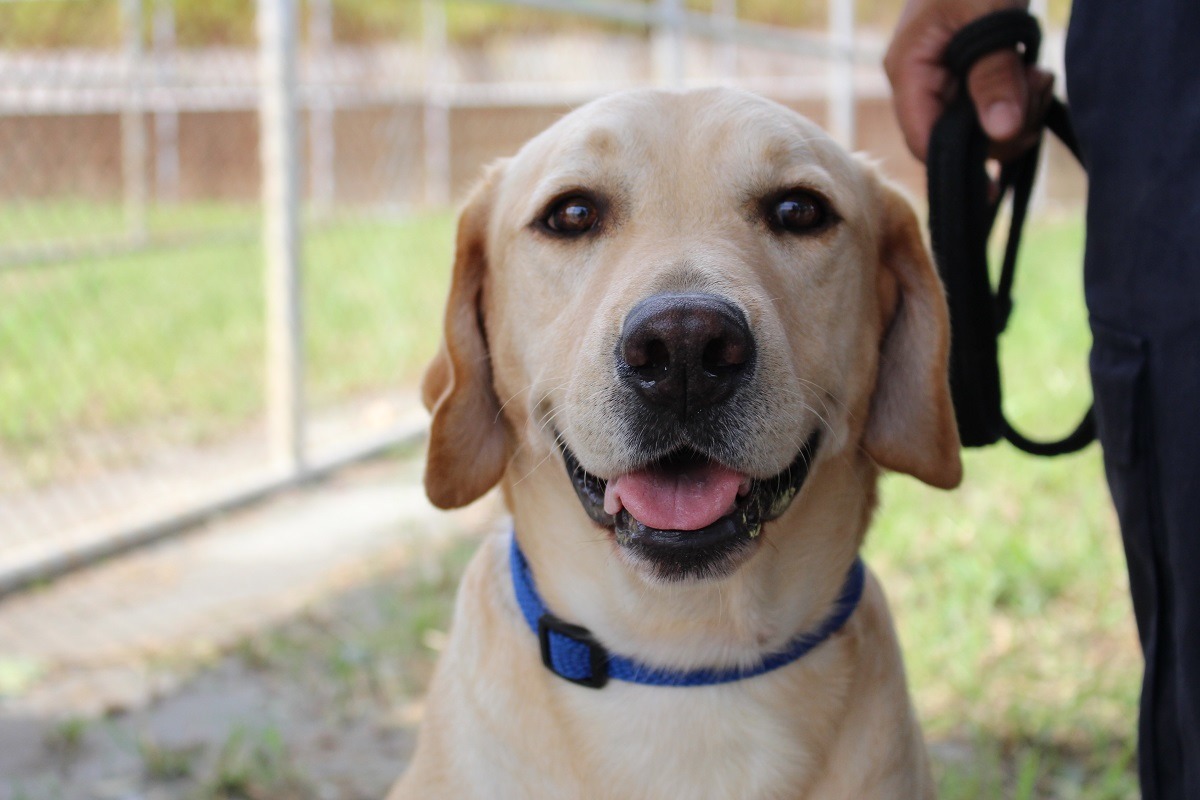 未來除了轉職成為其他工作犬（搜救犬、陪伴犬等），退訓緝毒犬也開放一般民眾認養囉！　李娉婷/攝