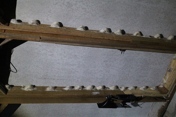 燕屋內符合燕子需求的環境,吸引大量來到熱帶國家度冬(每年 12 月至次年 3 月)的金絲燕前來築巢,金絲燕每一次的育雛都會建立新窩,等小金絲燕長大飛離,燕窩就會被棄置不用。 李娉婷/攝