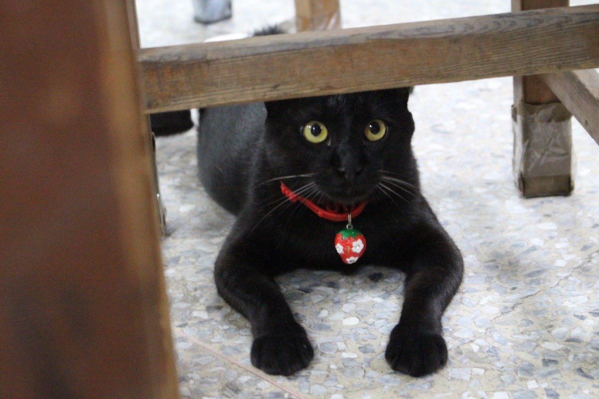 大福是隻癱瘓貓,雖然後肢無法施力,但還是非常敏捷。 江幸芸/攝