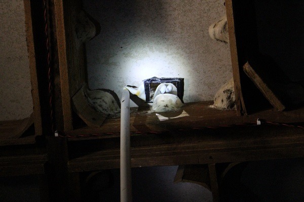 採集前先以探照鏡確認燕窩是否已空。馬來西亞養燕人需先上過課、考過試,才能自政府單位取得養燕執照,並且遵守有蛋的窩不採、有雛鳥的窩不採及未完成任務的窩不採的「三不採原則」。 李娉婷/攝