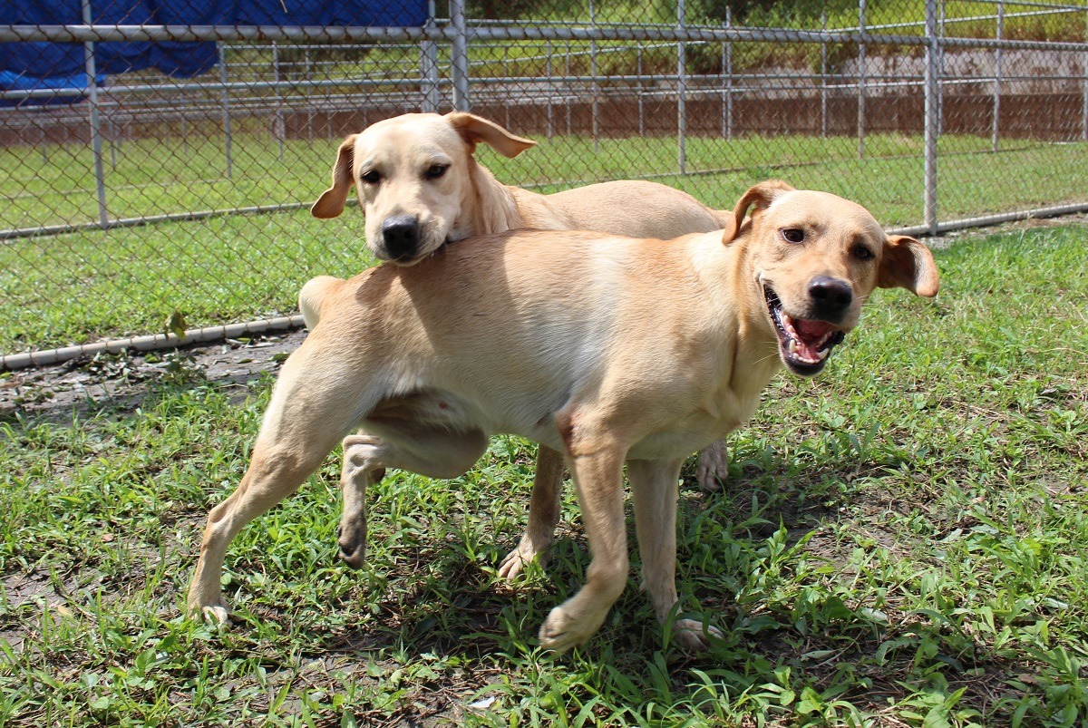 緝毒犬培訓中心的狗兒平常各自享有獨立房間，雖然不同性別間的狗兒可以一起玩耍，不過仍不適合進入多狗家庭。　李娉婷/攝