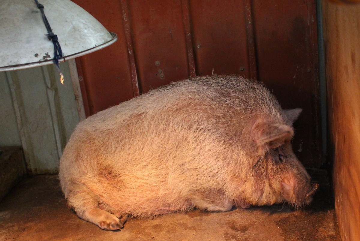 14歲的飛飛昨天（８月31日）早上離世，中華民國保護動物協會也於臉書貼文讓粉絲向飛飛道別。（飛飛睡眠中，攝於今年初）　何宜/攝