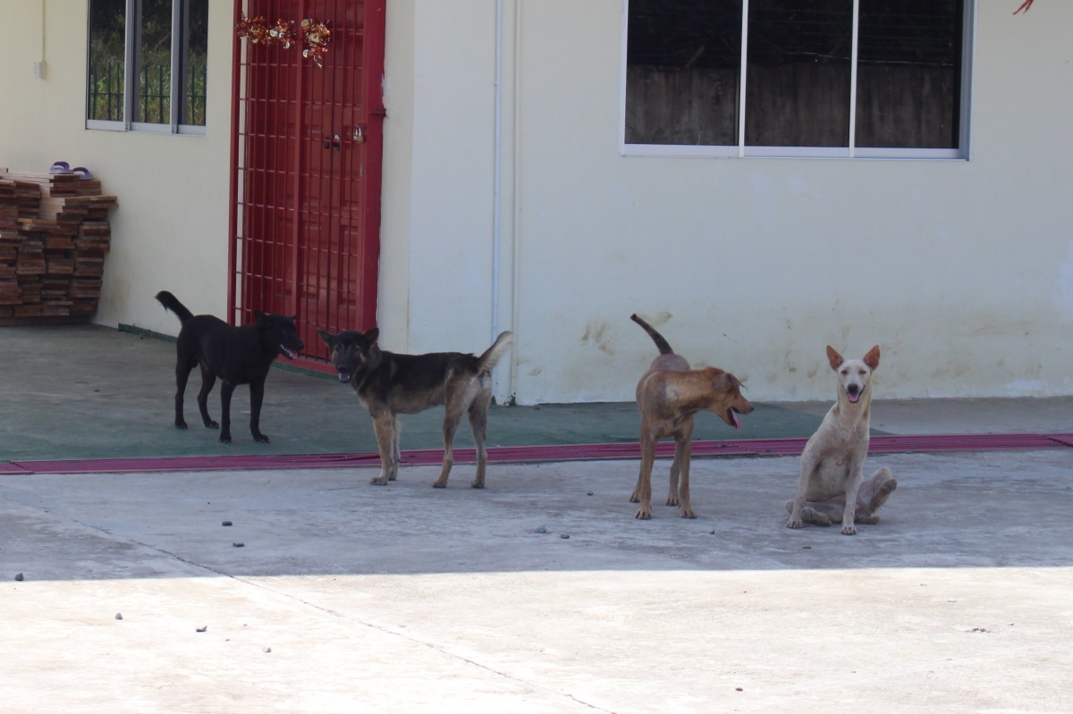 未結紮的放養家犬造成流浪動物問題。 李娉婷/攝