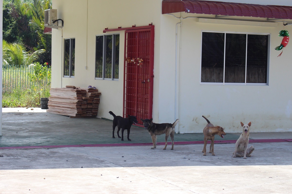 南投縣民眾飼養犬隻方式多為放養，未結紮的放養家犬是造成南投縣流浪狗問題最大的來源。(示意圖)　李娉婷/攝