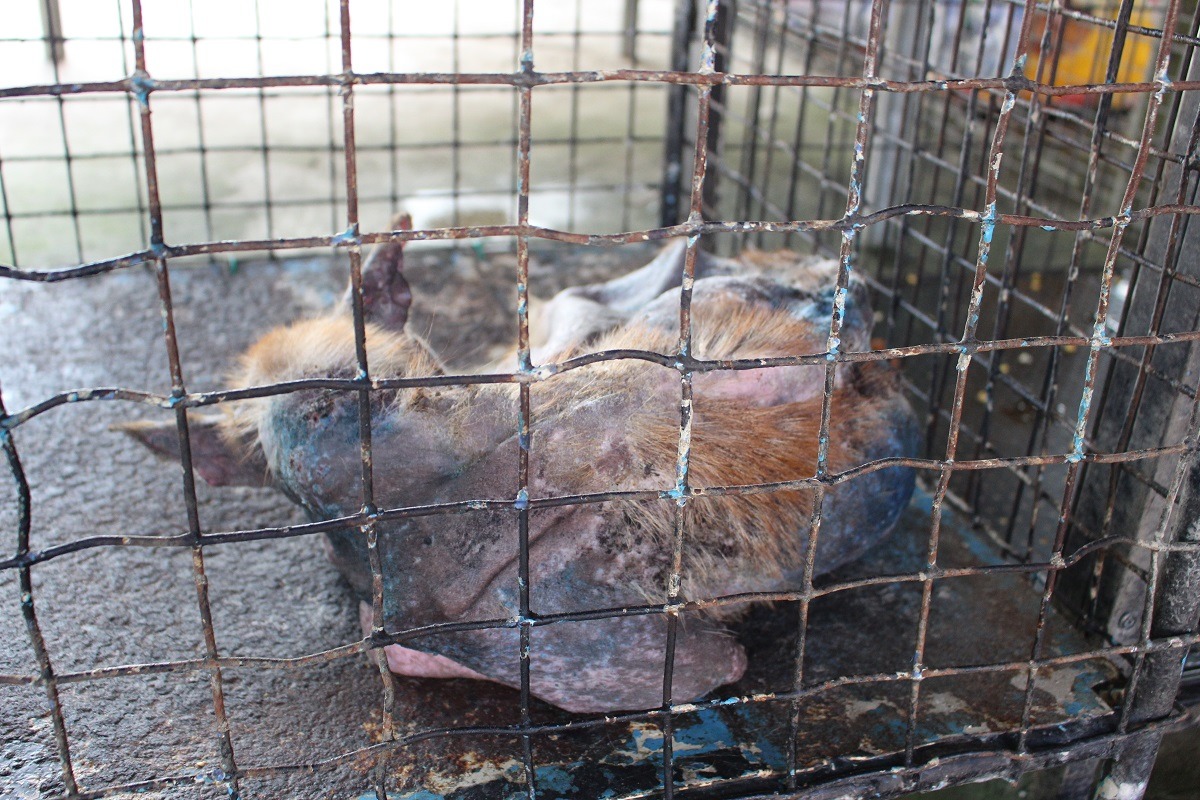 在安樂死標準未明的情況下，無論是動物重病而收容所不敢安樂，或是動物其實還有很大機會痊癒卻被安樂，都是關心動物福利的民眾不願看到的狀況。　台灣動物新聞網資料照(李娉婷/攝)
