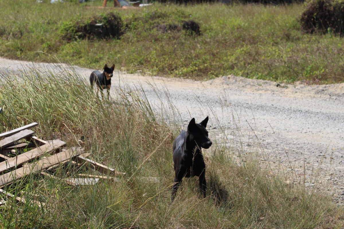 遇到流浪狗，你了解該如何自保嗎？（示意圖） 李娉婷/攝