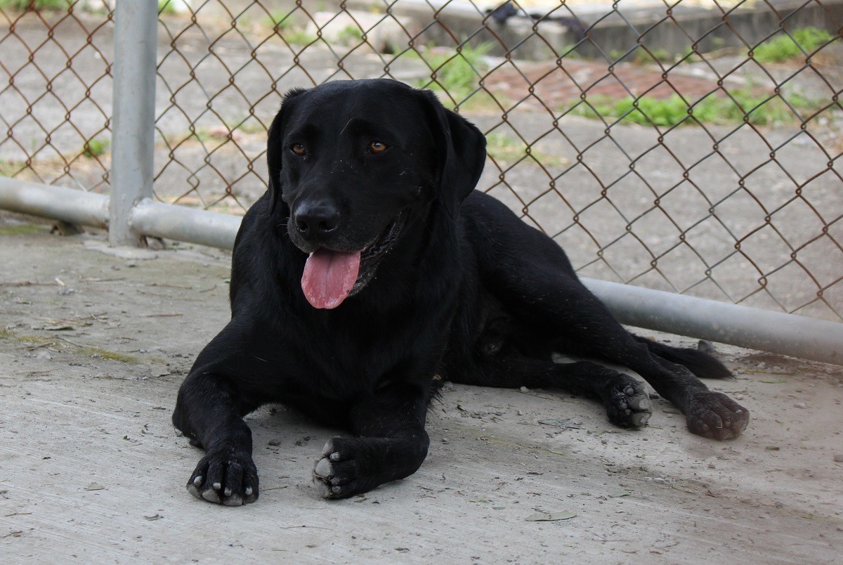 儘管作為緝毒犬培育、培訓,還是有天生就是穩定不特別愛玩的狗兒;而培訓的導盲犬中也有太過活潑的例子。 李娉婷/攝