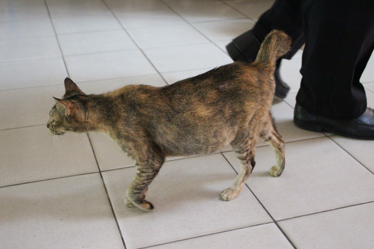 寵物絕育率達9成能有效減少流浪動物數量。 李娉婷/攝