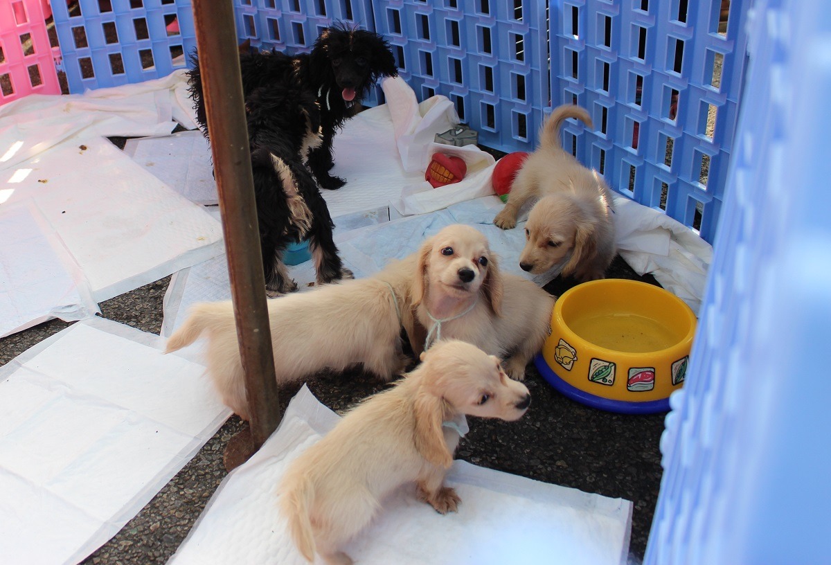 TSPCA本週末將舉辦第3、4場不法繁殖犬送養會，並事先公布送養犬種。　黃靖雅/攝影