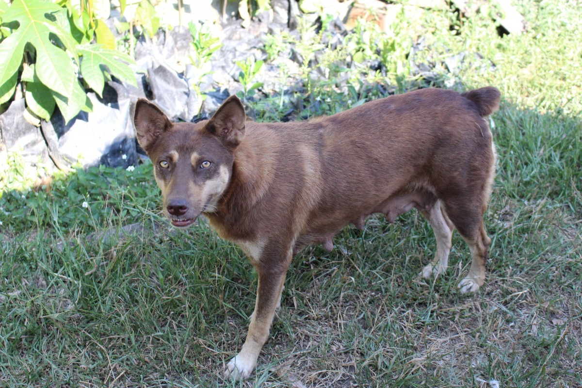 親人但未結紮的半放養家犬，剛生產完卻未見小狗蹤跡。　李娉婷/攝