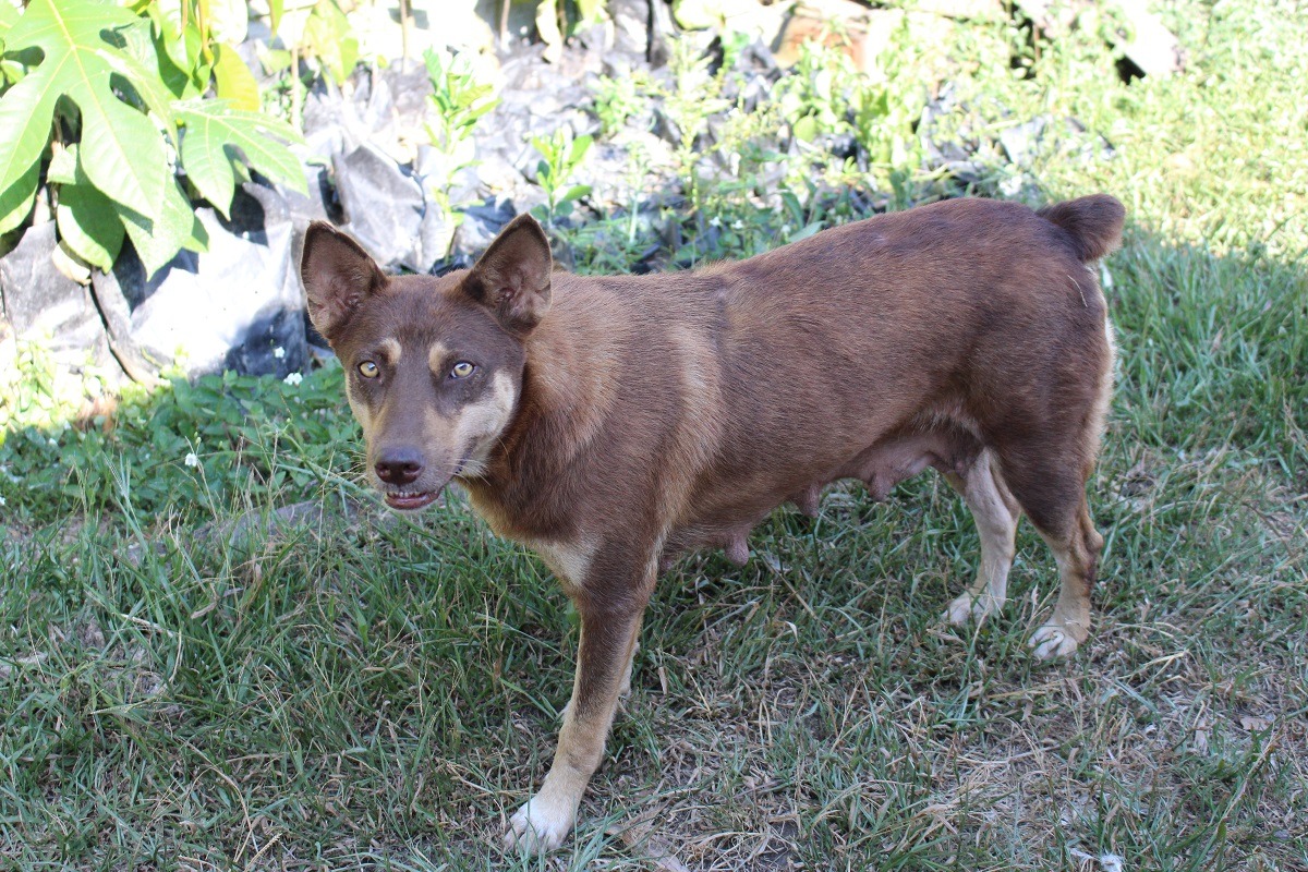台灣的流浪動物問題複雜，卻有許多民眾有流浪動物是源自某一特定族群的迷思。　台灣動物新聞網資料照(李娉婷/攝)