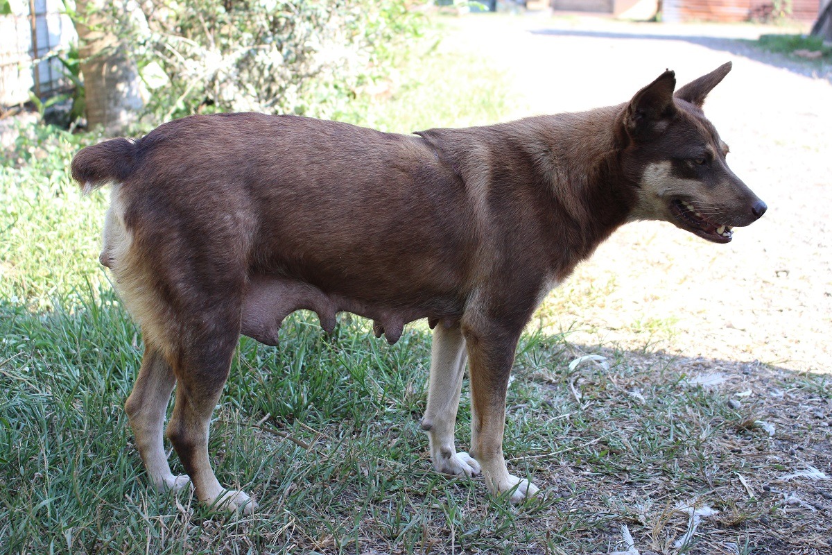 未絕育的遊蕩動物是流浪動物的大源頭。　台灣動物新聞網資料照(李娉婷/攝)