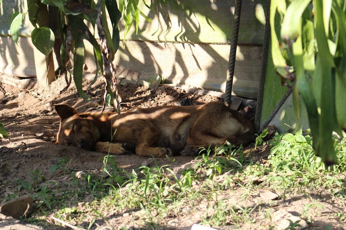 若是實施「精準捕捉」,沒有行為問題的流浪狗不會被捕捉。 台灣動物新聞網資料照(李娉婷/攝)