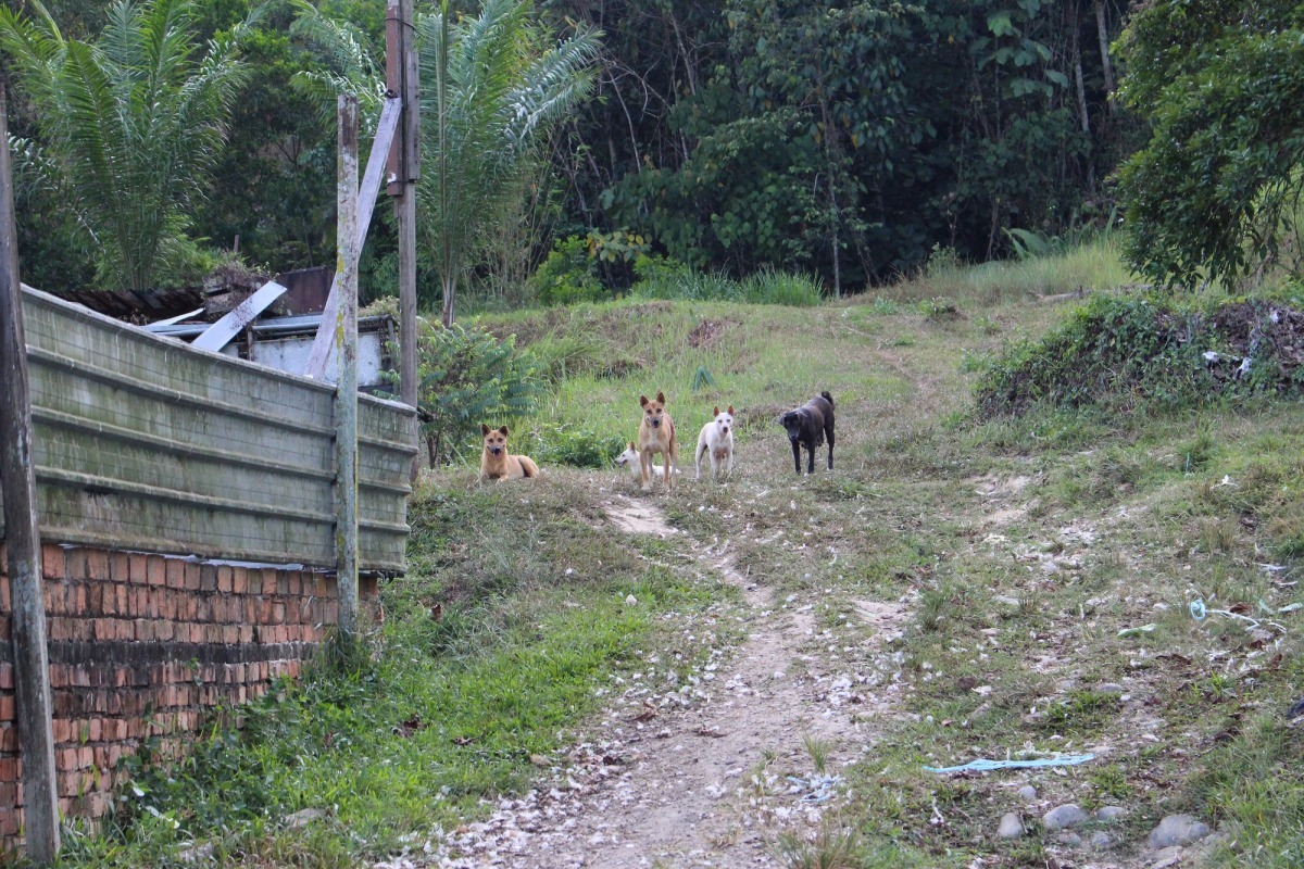 通報民眾若能知道流浪犬固定出沒時間，能誘捕到的機會較高。　台灣動物新聞網資料照(李娉婷/攝)