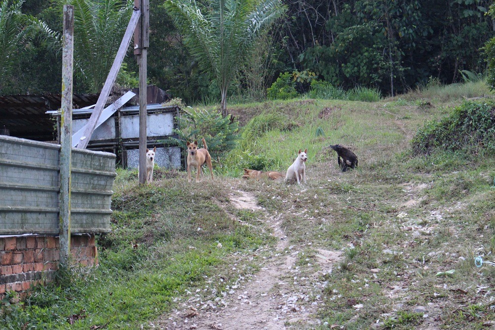 在馬來西亞沙巴州,隨處可見流浪狗。 李娉婷/攝