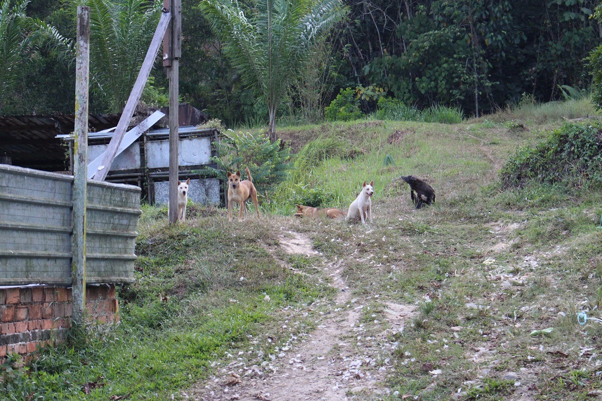 野化無主犬隻應另再進行分類，以評估犬隻的流向。　台灣動物新聞網資料照(李娉婷/攝)