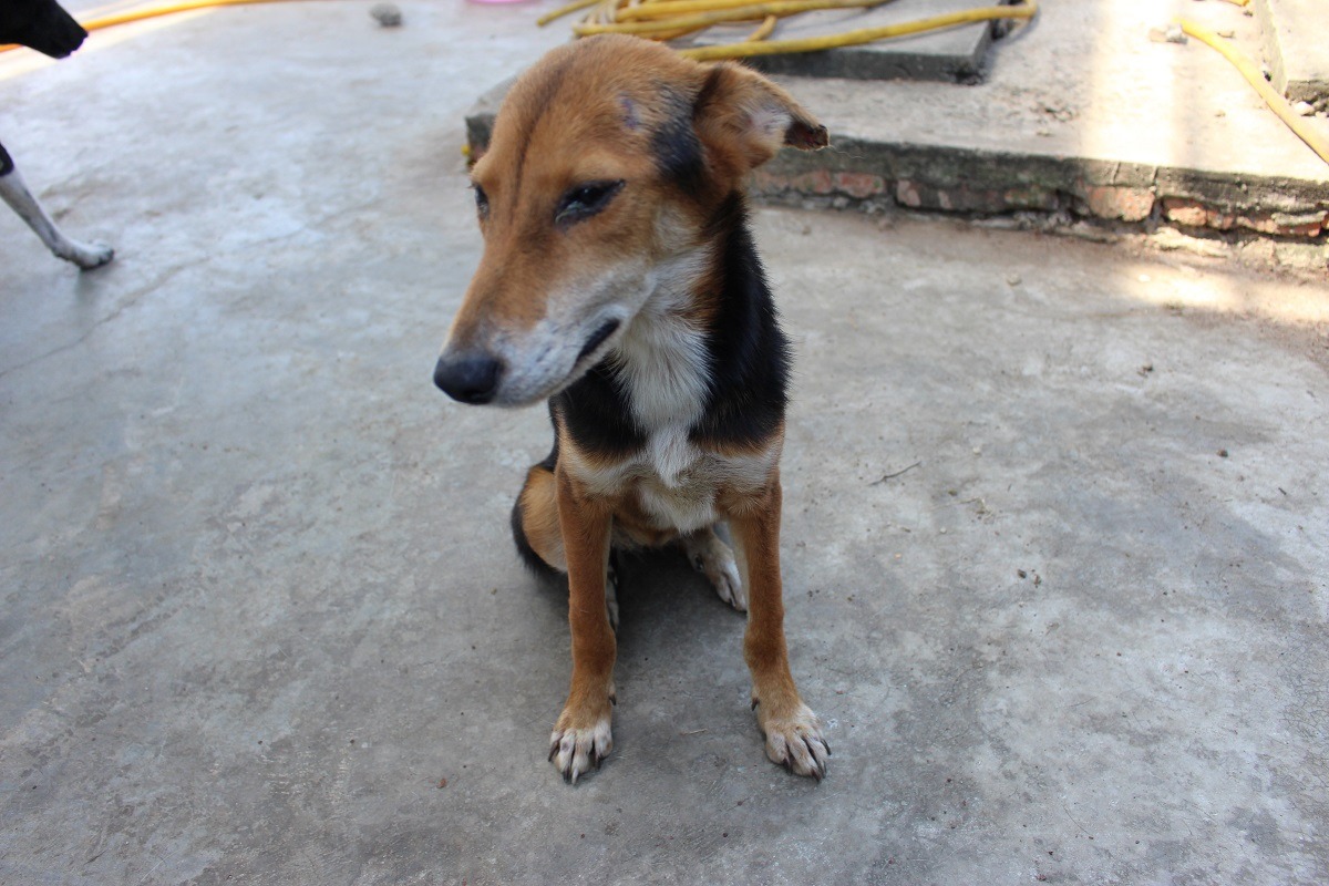 狗兒坐下或趴下時，不一定是退讓的表現。　李娉婷/攝