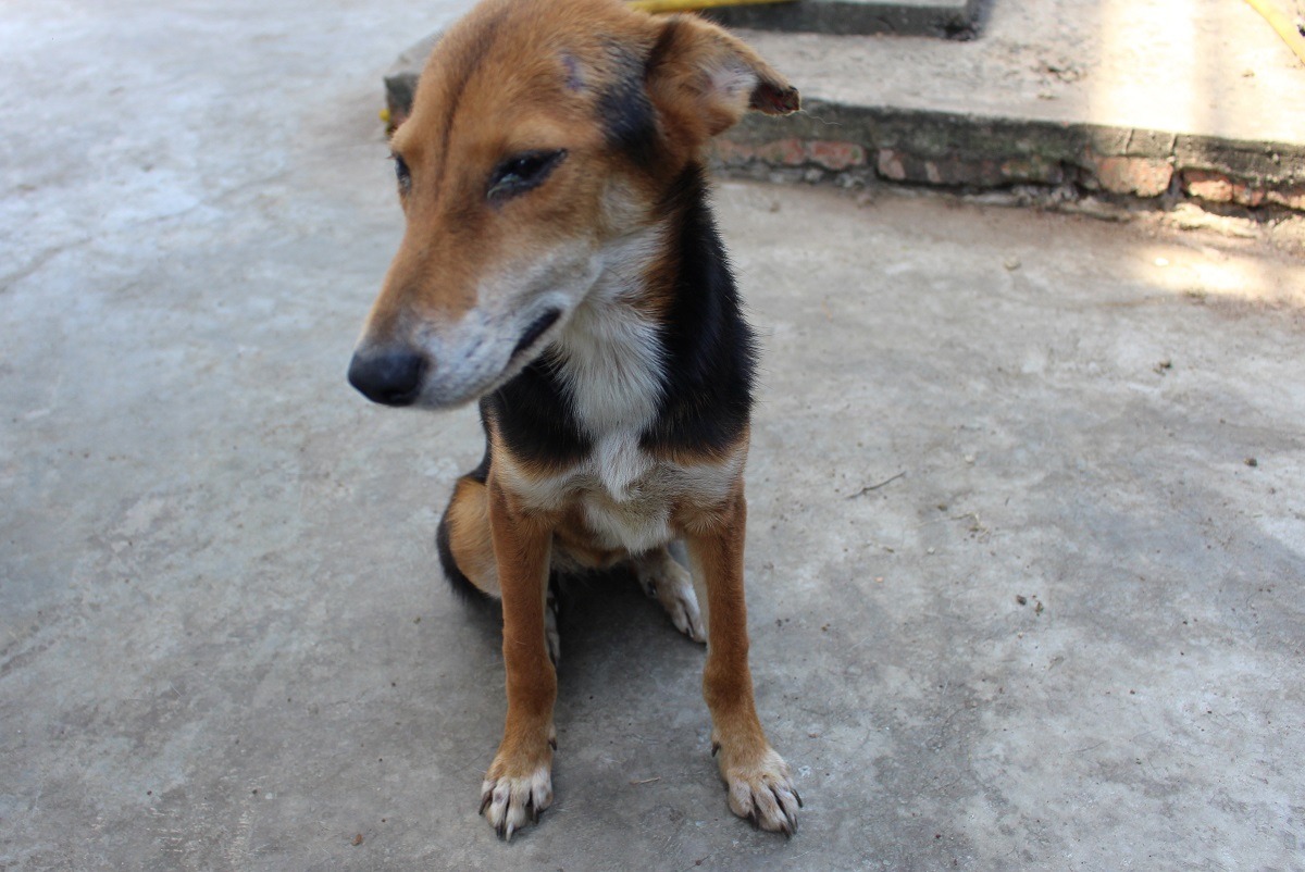 騷擾動物的定義是什麼?有可能定義嗎?(示意圖) 李娉婷/攝