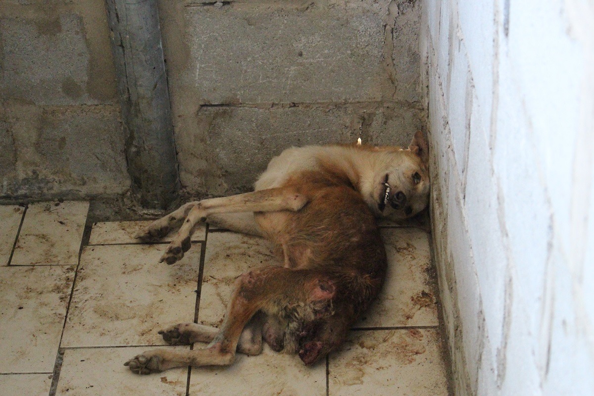 TSPCA認為,不擬續養傷病動物、未結紮動物,應收取更高的規費。 示意圖,李娉婷/攝