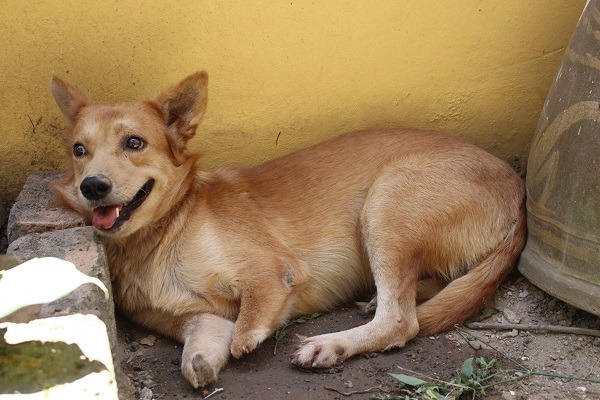 這隻小黃狗被人砍斷前肢,也是被Sam救起,現在已找到好人家收養。 李娉婷/攝