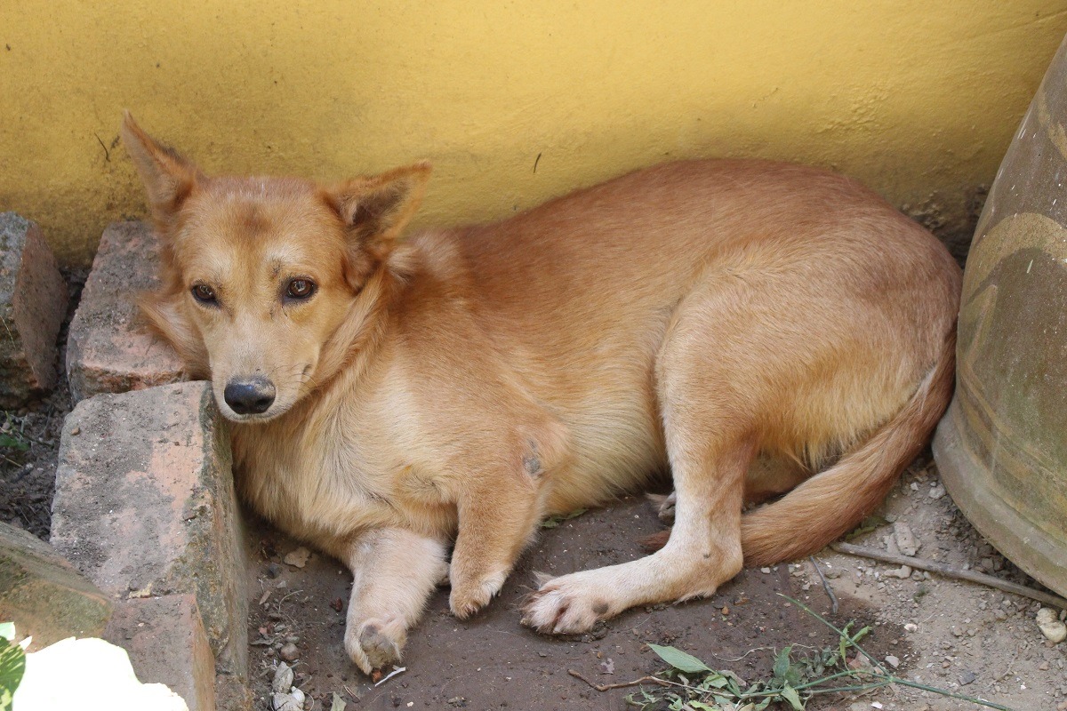 為了獎勵民眾勇於蒐證、檢舉動保案件,農委會擬提高檢舉獎金。(示意圖) 李娉婷/攝