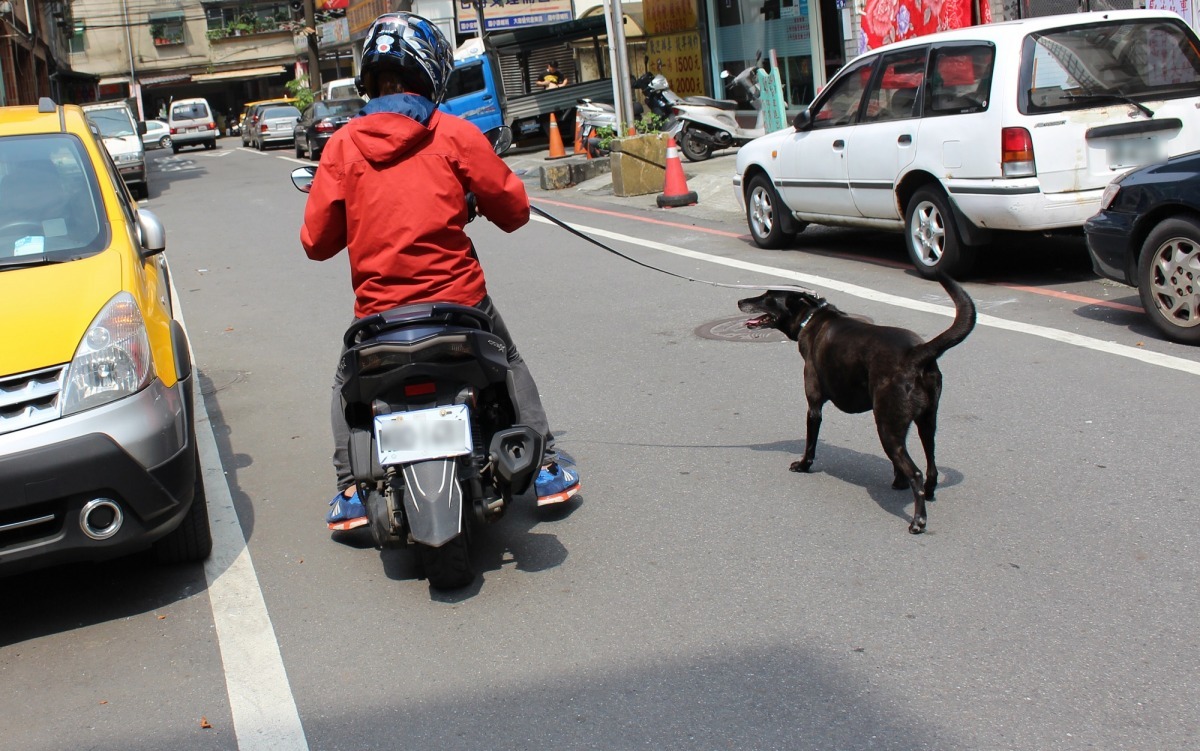 以汽、機車遛狗將來在台北市屬違法行為。(示意圖) 李娉婷/攝