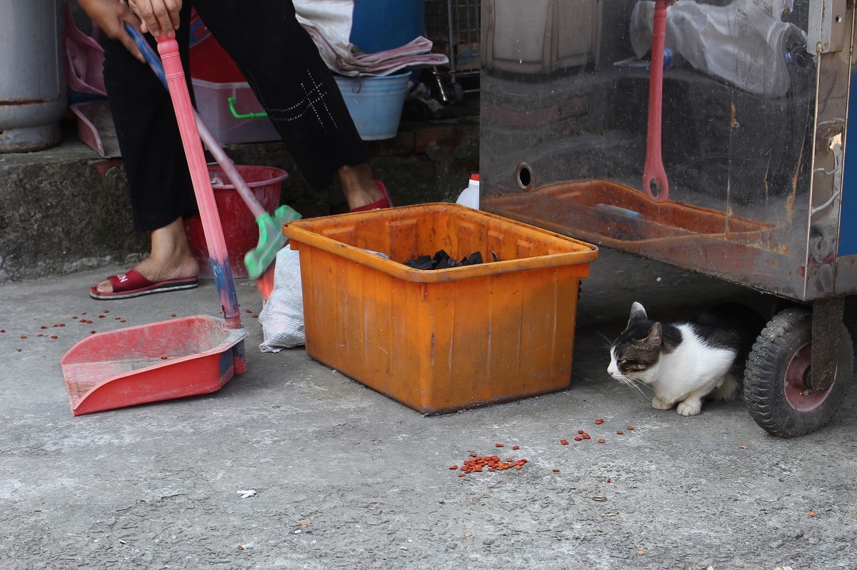 許多民眾以為猴硐的貓有遊客餵食，就在此棄貓。　台灣動物新聞網資料照(何宜/攝)