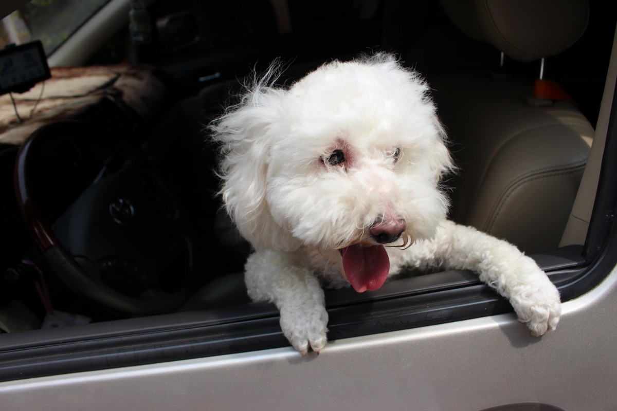台北市動保處擬訂定動物飼養照護規則,將來犬貓不得單獨留置於車內。(示意圖) 李娉婷/攝
