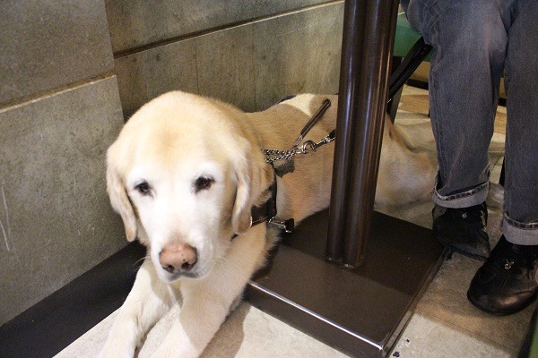 使用者走到哪,導盲犬就跟到哪,牠們長期在有人陪伴的環境下生活。 李娉婷/攝