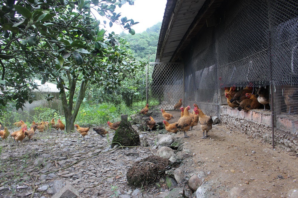 動物健康也影響畜產品質。　台灣動物新聞網資料照(李娉婷/攝)