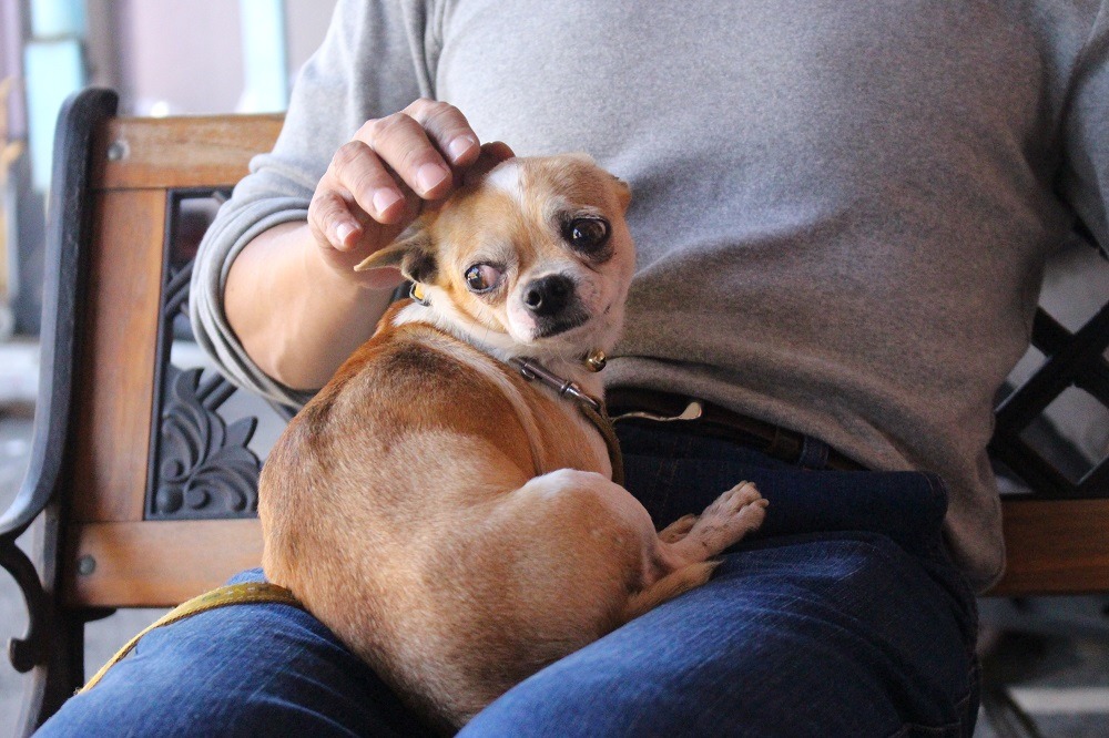 小黑在一旁看著,阿吉只好投向男生懷抱,阿吉也是男生。 李娉婷/攝