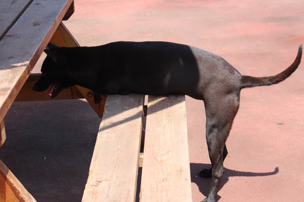 傻里傻氣的三腳時常逗笑工作人員，是板橋動物之家的開心果。　台灣動物新聞網資料照(李娉婷/攝)