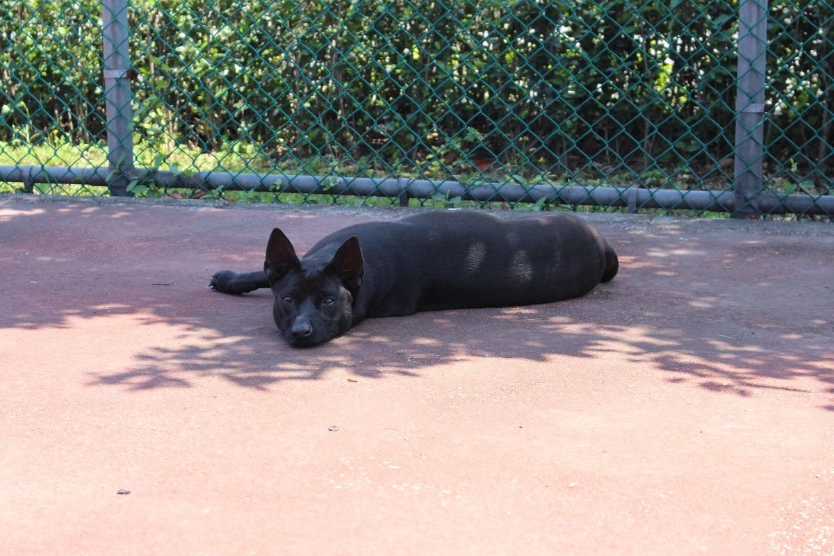 三腳雖然因為意外臉歪歪又少了一隻腳,但呆呆的個性受到眾人喜愛。 李娉婷/攝