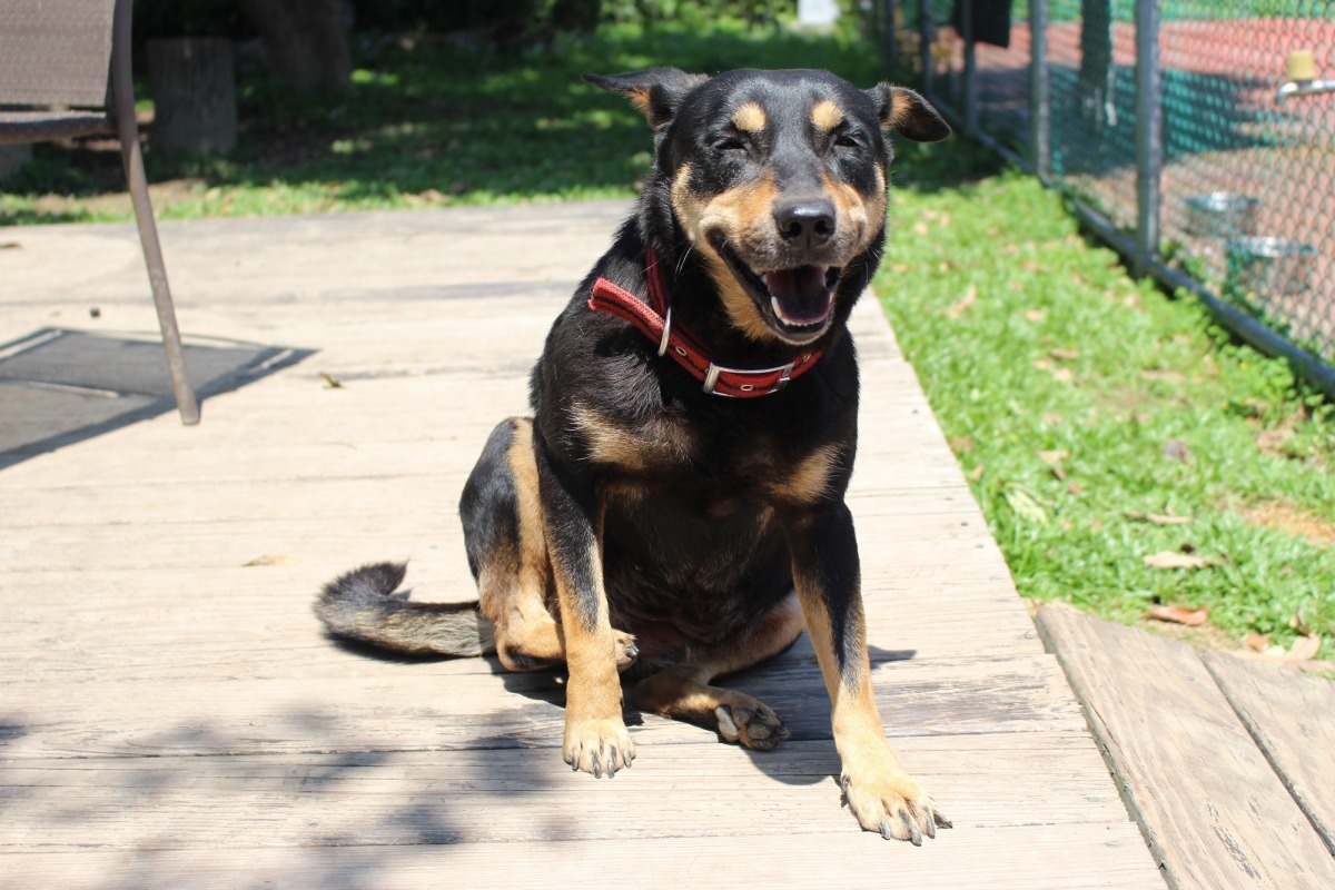 動保法的立意為藉由法律規範提升動物福祉。　李娉婷/攝
