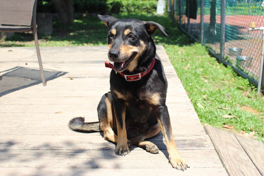 妹妹個性穩定,比較不會和小狗打鬧。 李娉婷/攝