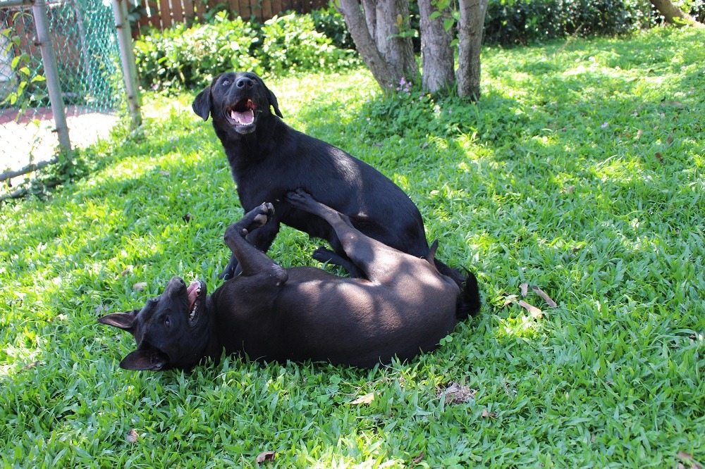 三腳(下)跟點點(上)兩個小女生感情非常好。 李娉婷/攝