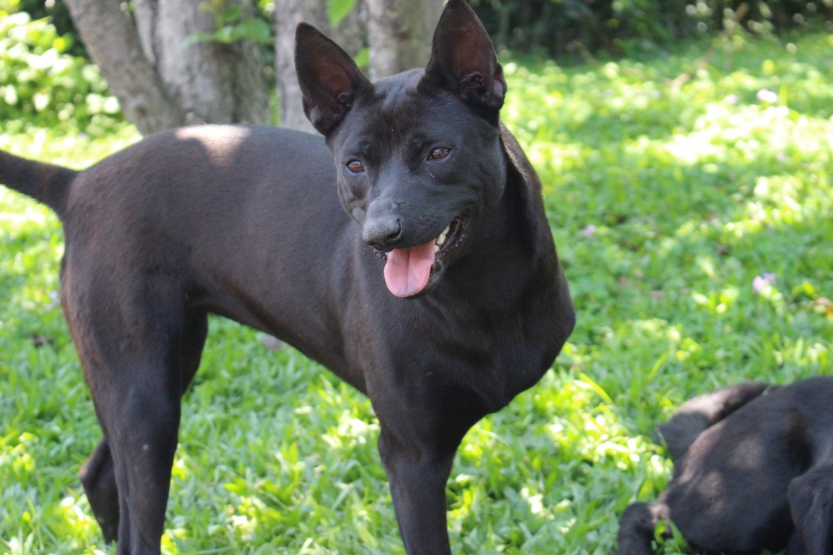 看到三腳的臉，你是不是也被感染了快樂呢？　台灣動物新聞網資料照(李娉婷/攝)