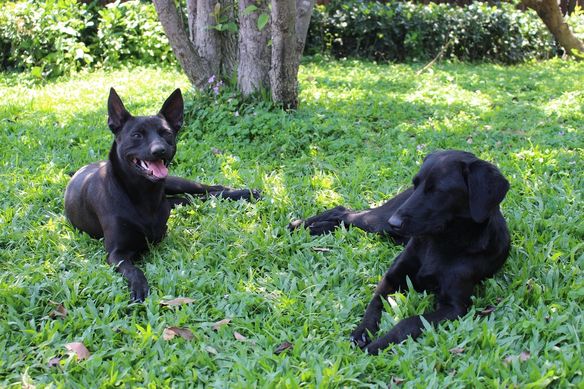 三腳(左)與點點(右)感情好，放風時也黏在一起。　台灣動物新聞網資料照(李娉婷/攝)
