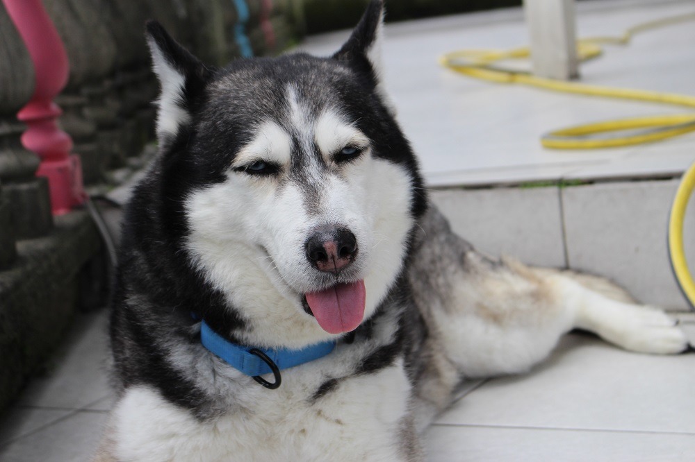 莎莎因為長相充滿殺氣而得名,卻時常擺出搞笑表情。 李娉婷/攝