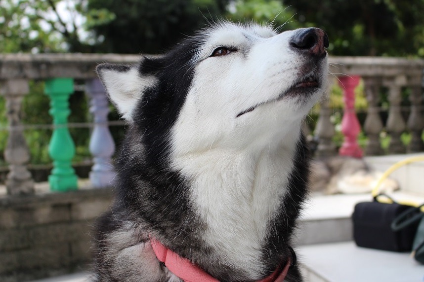 露露:嘿嘿~我幫過好多其他狗狗! 李娉婷/攝