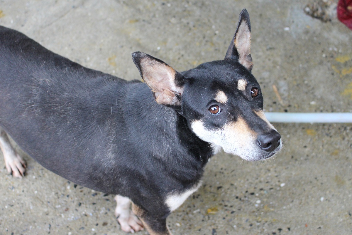 由於把狗兒都當寵物養，張媽媽堅持收容的流浪狗結紮不剪耳。　李娉婷/攝