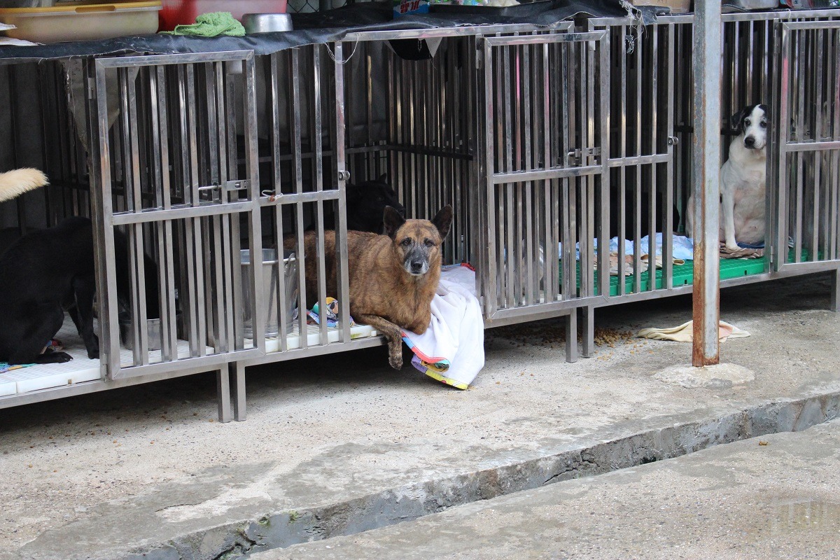 「張媽媽流浪動物之家」的排水、汙水處理設備完善,加上環境通風,犬舍味道不重。 李娉婷/攝